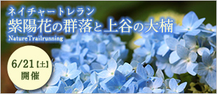 ネイチャートレラン『紫陽花の群落と上谷の大楠』