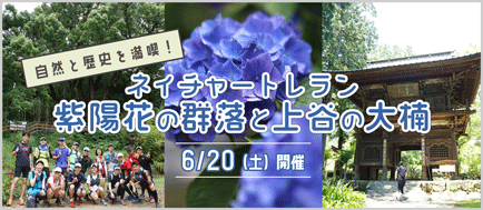 ネイチャートレラン『紫陽花の群落と上谷の大楠』